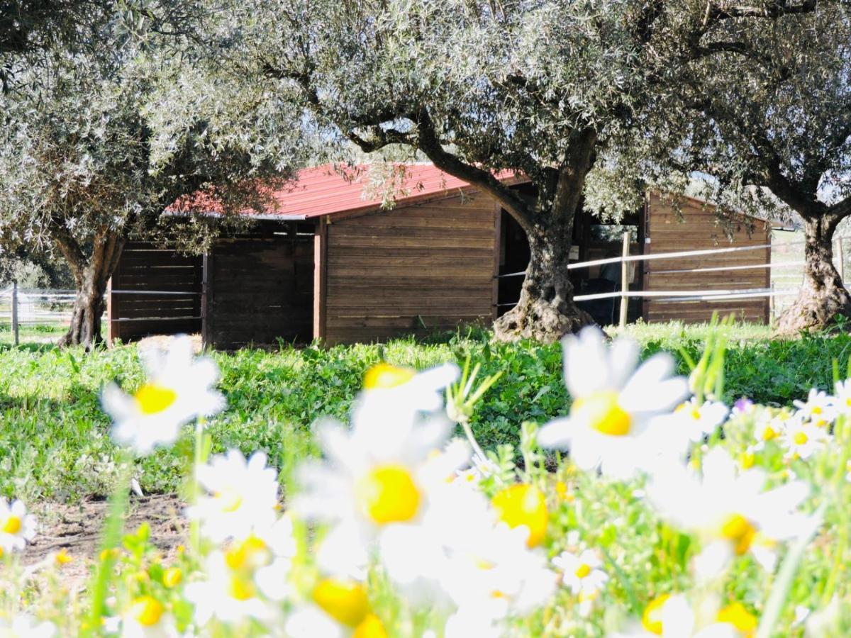 Nogueira Country House Guest House Fundao Exterior photo